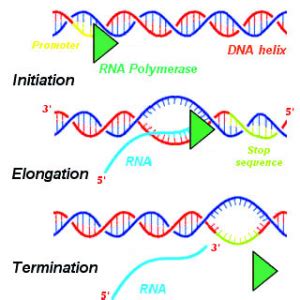 Stages of transcription .